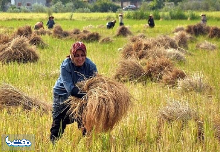 روند کاهشی قیمت برنج در بازار